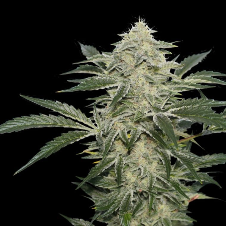 Creamy Kees by Super Sativa Seed Club – 50% Indica/50% Sativa – Regular – Social – image 1 – Seed City