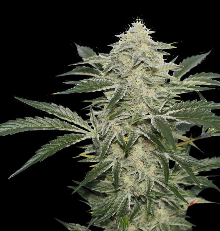 Creamy Kees by Super Sativa Seed Club – 50% Indica/50% Sativa – Regular – Social – image 1 – Seed City