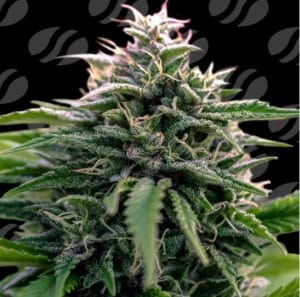 Creamzilla Auto