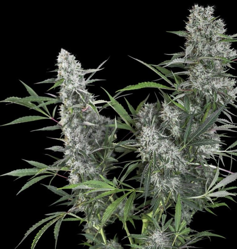 Creeper cannabis seeds – Euphoric – Tall (140cm plus) – Lime – image 1 from Seed City