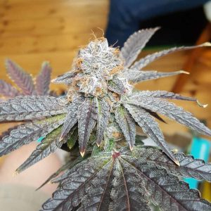 Crimson Cookies