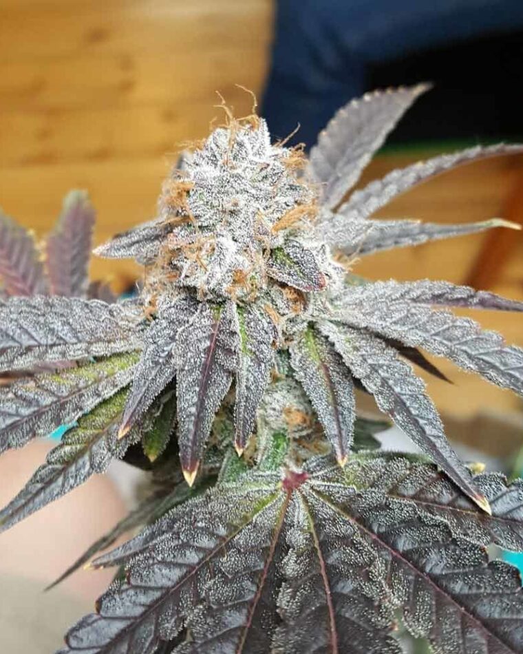 Crimson Cookies by True Canna Genetics – 12/12 Photoperiod – Good for outdoor grow – Regular – image 1 – Seed City