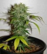Image 1 of Cristal Limit cannabis by KC Brains – Super Strength – The End of September – Female seeds – Seed City