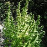 Image 2 of Critical Chaze cannabis by SuperAutos by Stitch – Indoor – Auto-Flowering – Resistant to Mould – Seed City