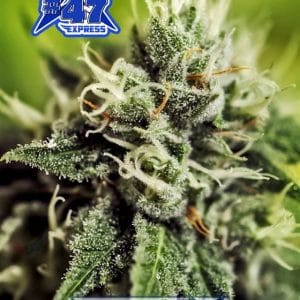 Critical 47 Express from Positronic Seeds