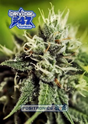 Critical 47 Express