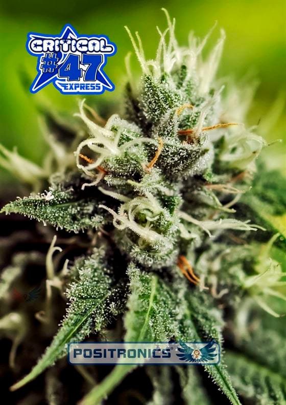 Critical 47 Express from Positronic Seeds
