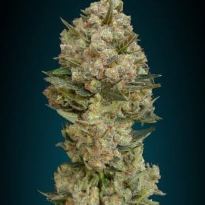 Female seeds – 12/12 Photoperiod – Indica Dominant – Critical strain – image 1 – from Advanced Seeds via Seed City