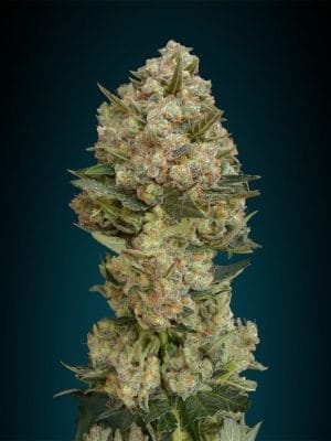 Critical