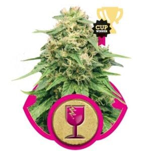 Image 1 of Critical cannabis by Royal Queen Seeds – The End of September – Greenhouse – 12/12 Photoperiod – Seed City