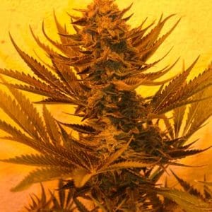 Critical 707 CBD by Emerald Triangle Seeds – 12/12 Photoperiod – High CBD – Female seeds – image 1 – Seed City