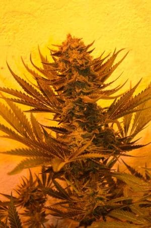 Critical 707 CBD