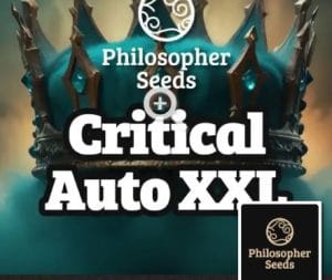 Critical Auto XXL
