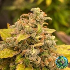 Critical Banana Smoothie Auto