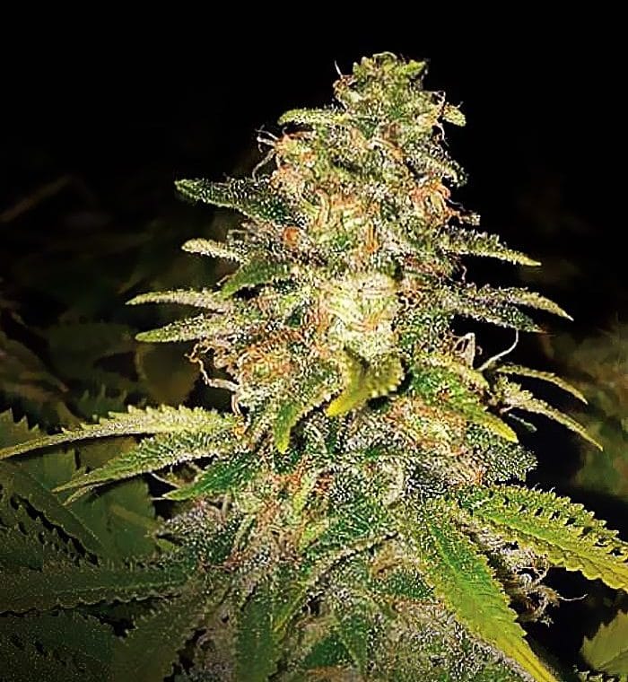 Greenhouse – Indica Dominant – Fruity – Critical Blue Auto strain – image 1 – from Expert Seeds via Seed City