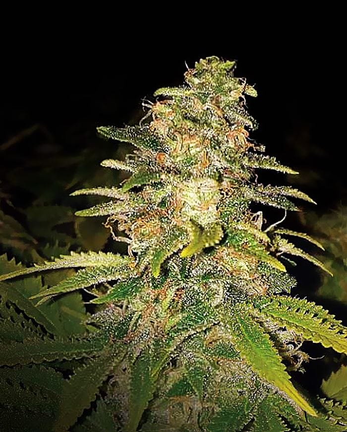 Greenhouse – Indica Dominant – Fruity – Critical Blue Auto strain – image 1 – from Expert Seeds via Seed City