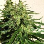Critical Chaze cannabis seeds – Relaxing – Resistant to Mould – Guaranteed female plants – image 1 from Seed City