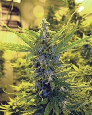 Critical Dawg