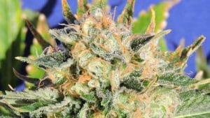 Critical Diesel Auto