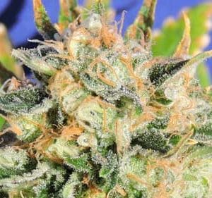 Critical Diesel Auto from Original Sensible Seeds