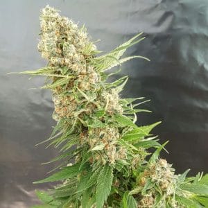 Critical Gorilla
