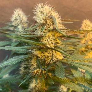 Critical Hash Cake Auto