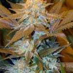 Critical Hog cannabis seeds – Tall (140cm plus) – 12/12 Photoperiod – Guaranteed female plants – image 1 from Seed City