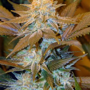 Critical Hog cannabis seeds – Tall (140cm plus) – 12/12 Photoperiod – Guaranteed female plants – image 1 from Seed City