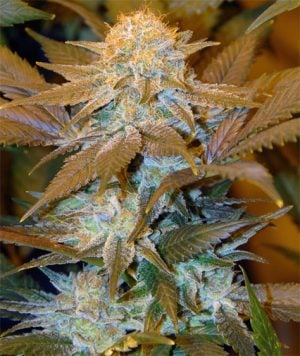 Critical Hog