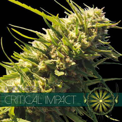 Female seeds – 12/12 Photoperiod – High Yielding – Critical Impact strain – image 1 – from Vision Seeds via Seed City