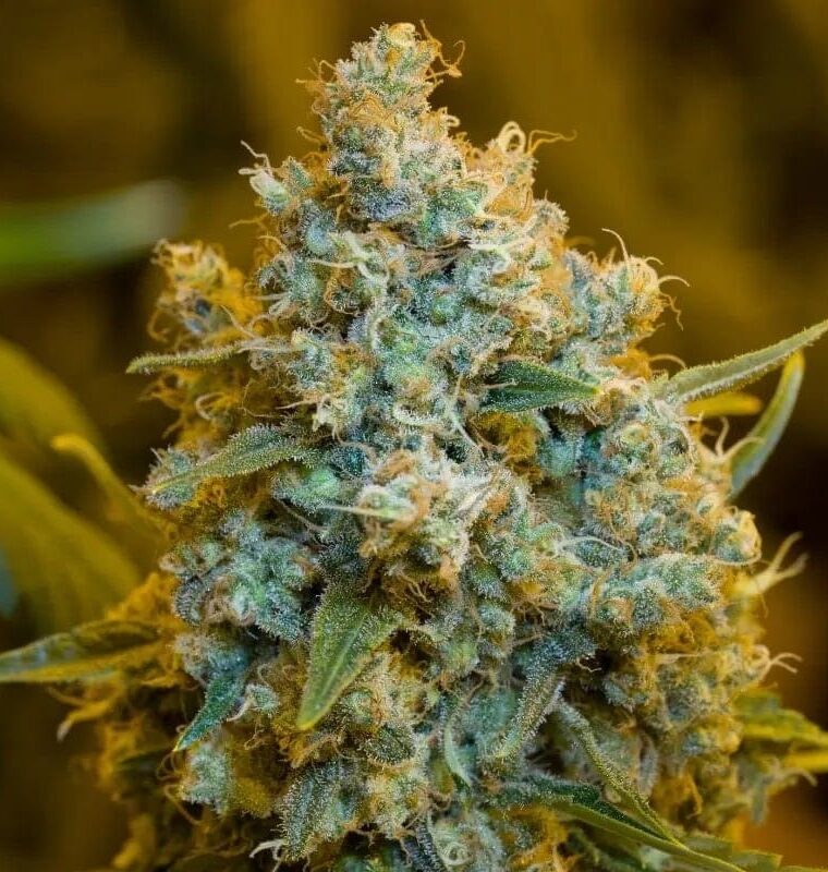 Critical Jack cannabis seeds – Psychedelic – The End of September – Guaranteed female plants – image 1 from Seed City