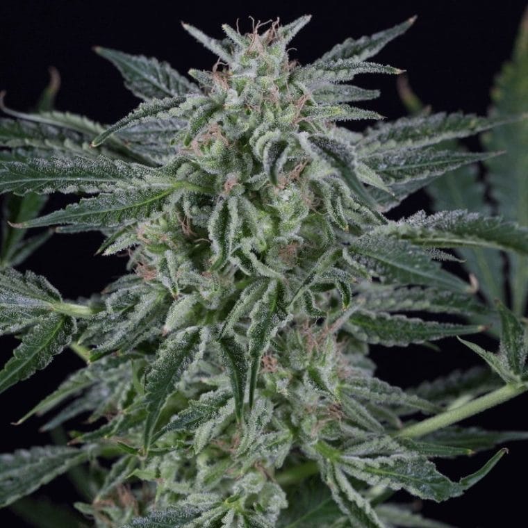 Image 1 of Critical Jack Auto cannabis by Silent Seeds – Large yield – Auto-Flowering – Woodsy – Seed City