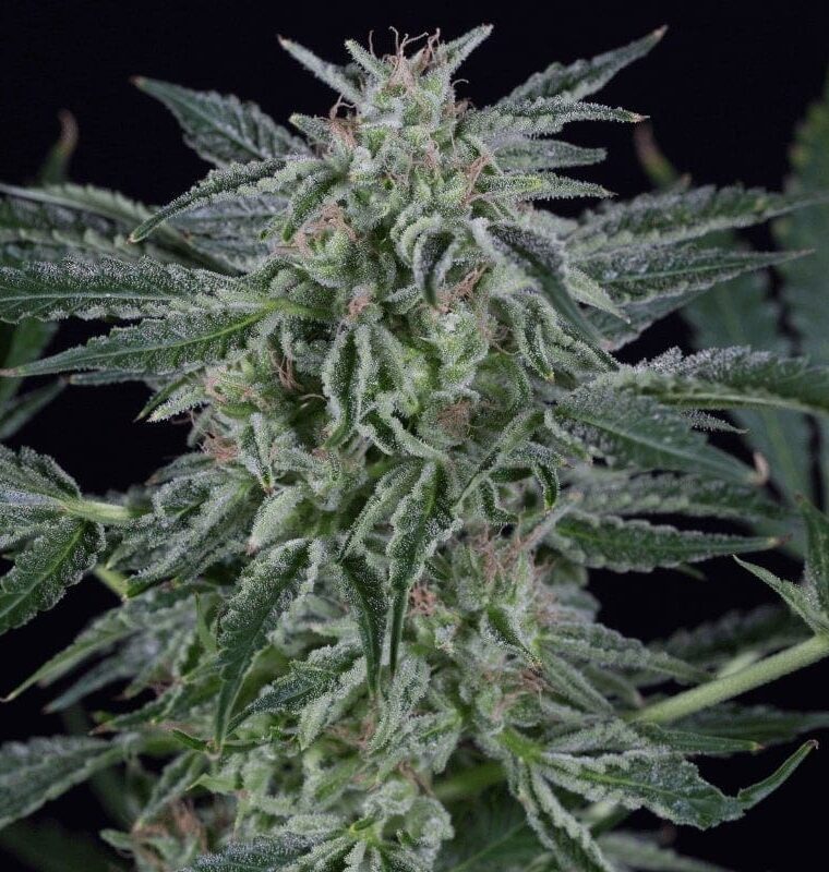 Image 1 of Critical Jack Auto cannabis by Silent Seeds – Large yield – Auto-Flowering – Woodsy – Seed City