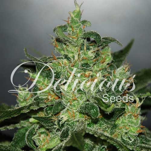 Critical Jack Herer Auto cannabis seeds – Sativa Dominant – Female seeds – Citrus – image 1 from Seed City