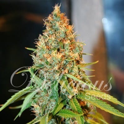 Critical Kali Mist cannabis seeds – Guaranteed female plants – Incense – Super Strength – image 1 from Seed City