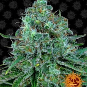 Critical Kush cannabis seeds – The End of September – Super Strength – 12/12 Photoperiod – image 1 from Seed City