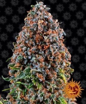 Critical Kush