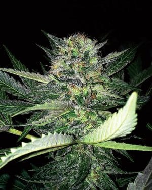Critical Lights