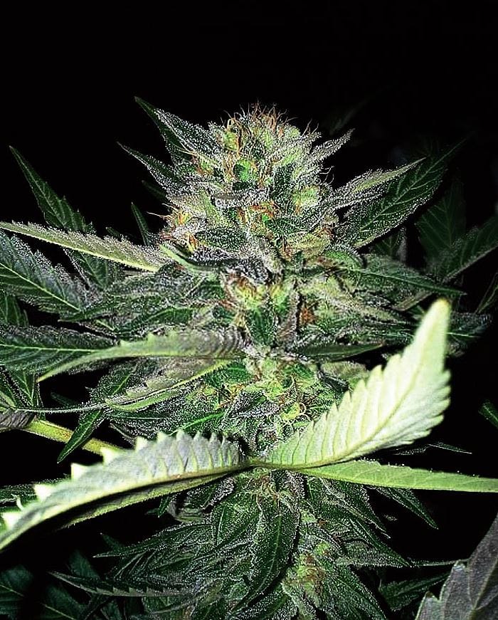 Outdoor – 12/12 Photoperiod – Feminized – Critical Lights strain – image 1 – from Expert Seeds via Seed City