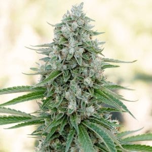 Image 1 of Critical Mango cannabis by Silent Seeds – Tall (140cm plus) – Lemon – Outdoor cultivation – Seed City