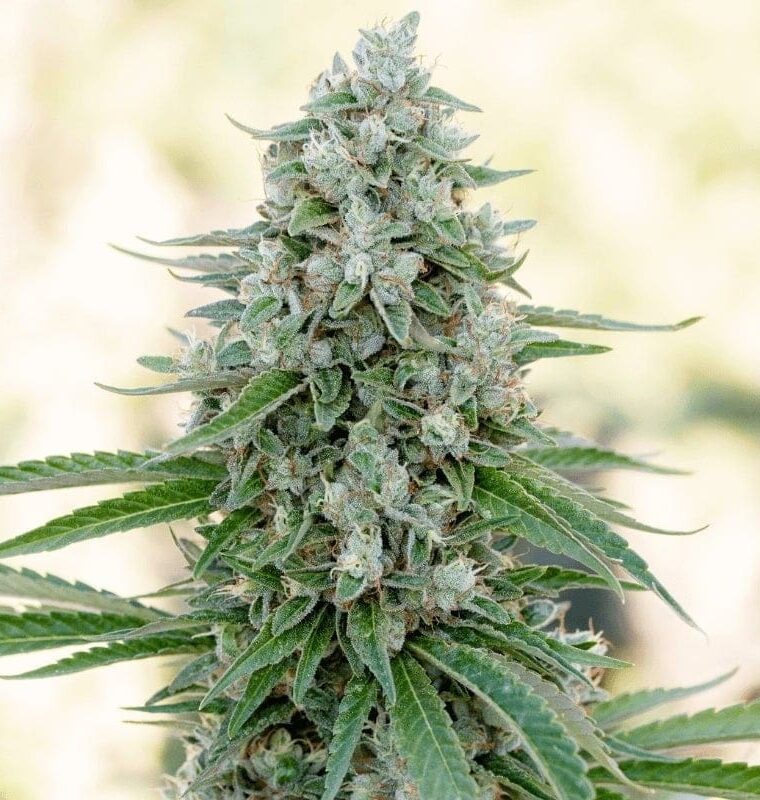 Image 1 of Critical Mango cannabis by Silent Seeds – Tall (140cm plus) – Lemon – Outdoor cultivation – Seed City