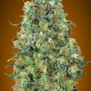Image 1 of Critical Mass cannabis by Advanced Seeds – Mostly Indica – 12/12 Photoperiod – Feminized – Seed City