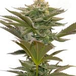 Indica-heavy – Outdoor cultivation – Feminized – Critical Mass strain – image 1 – from Seed City Seeds via Seed City