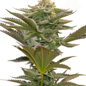 Indica-heavy – Outdoor cultivation – Feminized – Critical Mass strain – image 1 – from Seed City Seeds via Seed City