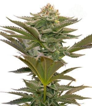 Critical Mass