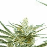 Critical Mass Auto from Seed City Seeds