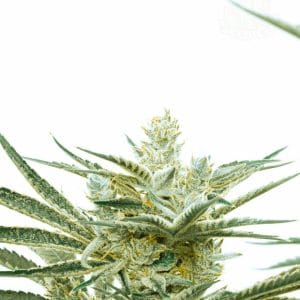 Critical Mass Auto from Seed City Seeds
