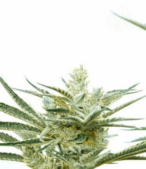 Critical Mass Auto