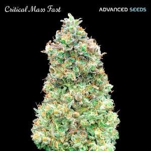 Critical Mass Fast