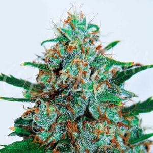 Critical Neville's Haze Auto from Delicious Seeds